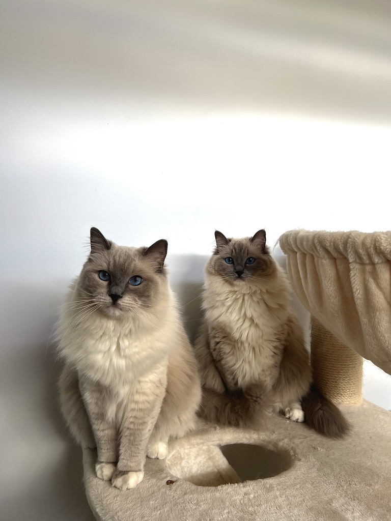 The two ragdoll cats Lumure was designed for, perched together on their cat tree.